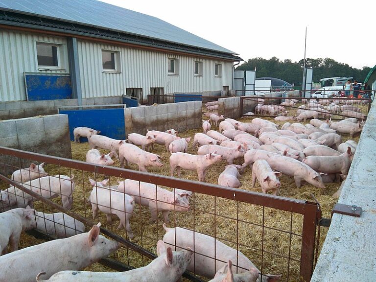 Glückliche Strohschweine: So geht nachhaltige konventionelle Landwirtschaft
